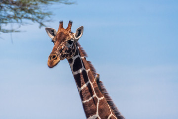 Giraffe head in a park in Serengetti, Kenya