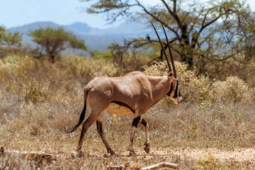 Gemsbok or gemsbuck antelope