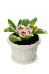 Primula vulgaris in a plastic pot isolated on white background