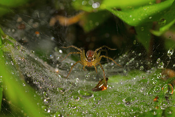 Funnel Web Spider, Pavana, Pune District, Maharashtra