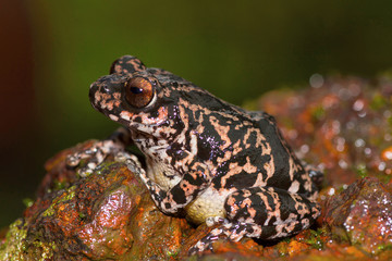 Ghate's Bush Frog, Chalkewadi, Satara, District, Maharashtra
