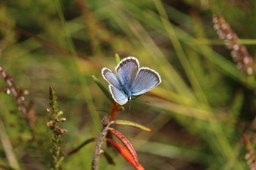Schmetterling auf Blume