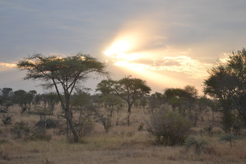 Fototapeta na wymiar Savane du Serengeti