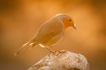 Robin sunset