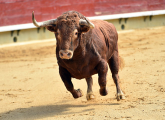 spanish bull