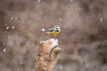 Blue tit snow