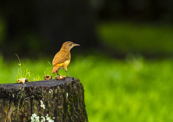 aves