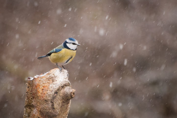 Blue tit snow