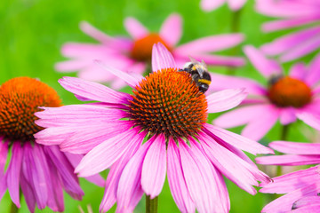 Bumblebee on beautiful flowering Echinacea flower close-up on a green background - macro, spring, summer