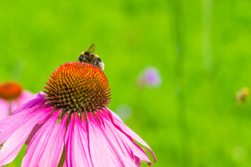 Bumblebee on beautiful flowering Echinacea flower close-up on a green background - macro, spring, summer