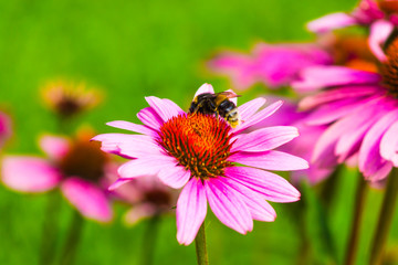 Bumblebee on beautiful flowering Echinacea flower close-up on a green background - macro, spring, summer