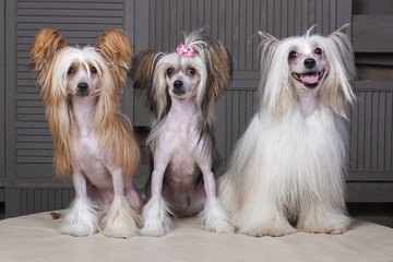 Три китайские хохлатые собаки сидят вместе  - obrazy, fototapety, plakaty