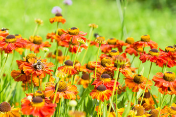 Beautiful blooming flowers in a summer garden in a village on a sunny day - close-up