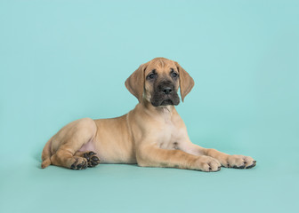 Fototapeta na wymiar Cute yellow great dane puppy lying down seen from the side on a turquoise blue background