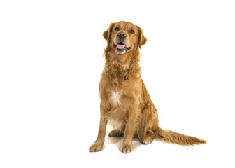 Dark male golden retriever dog male sitting looking up with mouth open isolated on a white...