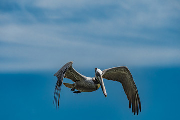 Brown Pelican Starts Dive
