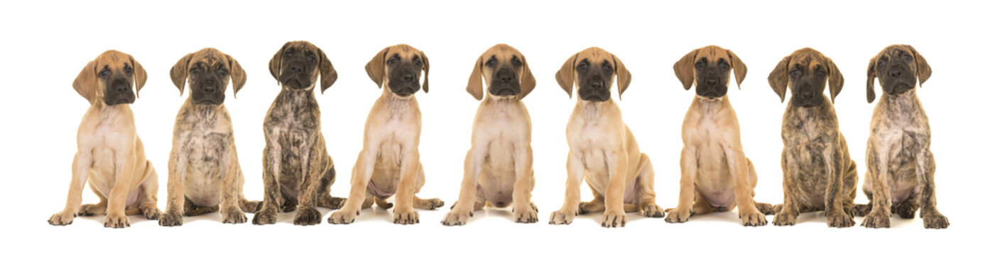 Litter of nine great dane puppies sitting in a row isolated on a white background