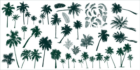 Naklejka premium tropikalne palmy