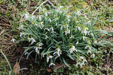 common snowdrop (Galanthus nivalis) blooming in spring in forest