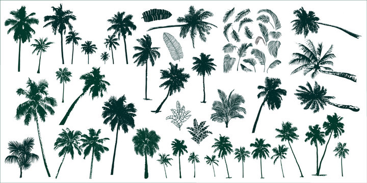 tropical palm trees