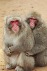 猿のカップル