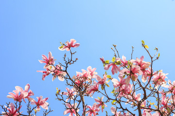 Magnolia tree blossom in the blue sky