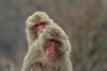 抱き合う二匹の猿
