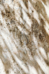 Black and White  abstract background textuer of shadows leaf on a concrete wall.