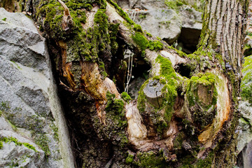 Old mossy tree in a rock, hollow tree, moss on tree, close-up