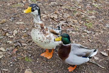 Ducks, Drake out of the water, ask to eat