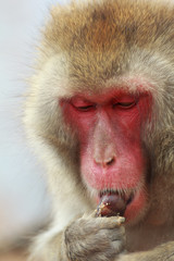 栗を食べる猿アップ