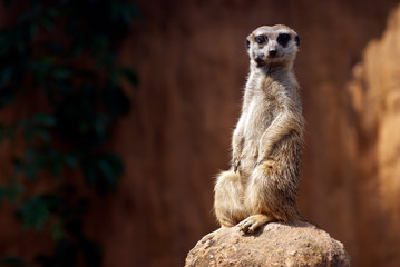 Standing African suricata