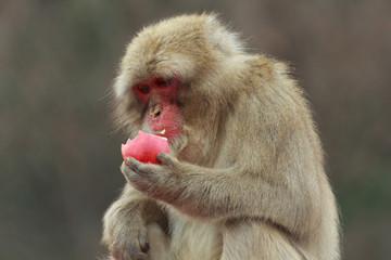 りんごを食べる猿アップ