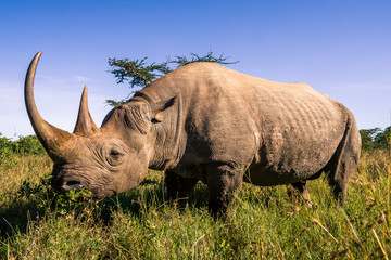 Black rhinoceros in the african savannah