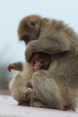 赤ちゃん猿を毛づくろい