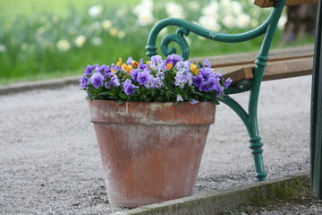 Fototapeta na wymiar A pot of flowers beside the bench