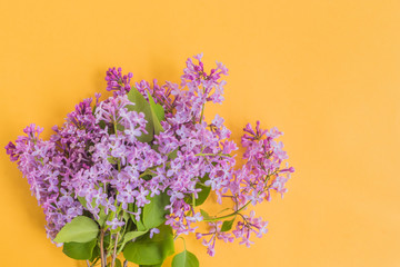 Lilac branches on a yellow background