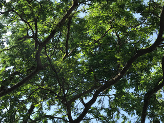 Bottom view of big green tree leaves and branches