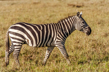 Fototapeta na wymiar African plains zebra on the dry savannah grasslands