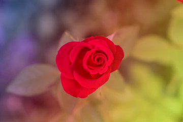 A beautiful rose bloomed in the garden, a bokeh background. Gentle color of spring, the magic of nature. Shallow depth of focus.