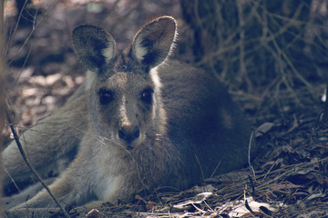 Grey kangaroo
