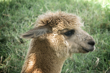Fototapeta premium lama alpaca head