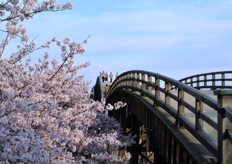 春の錦帯橋と桜