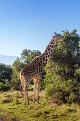 African giraffe, Maasai Mara Game Reserve, Kenya