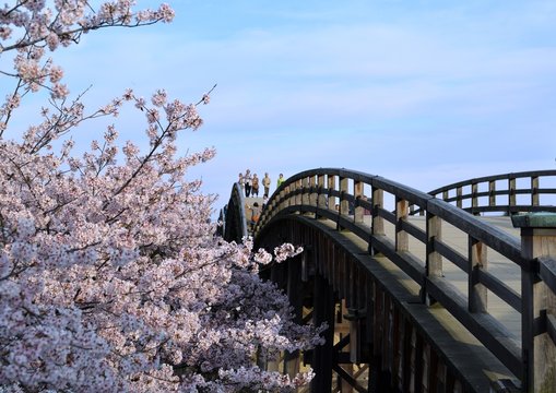 春の錦帯橋と桜
