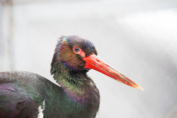 Черный аист .