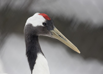 Японский журавль Red-crowned crane.