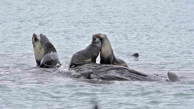 Young Antarctic fur seals playing on a rock at Gold Harbor on South Georgia. 