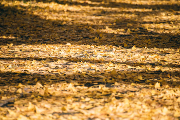 autumn ginkgo tree tunnels in Showa Memorial park