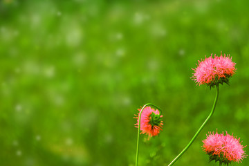 White bright daisy flowers on a background of the summer landscape.